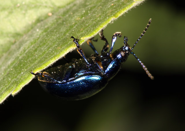 Oreina cacaliae - Copyright Denis Bourgeois